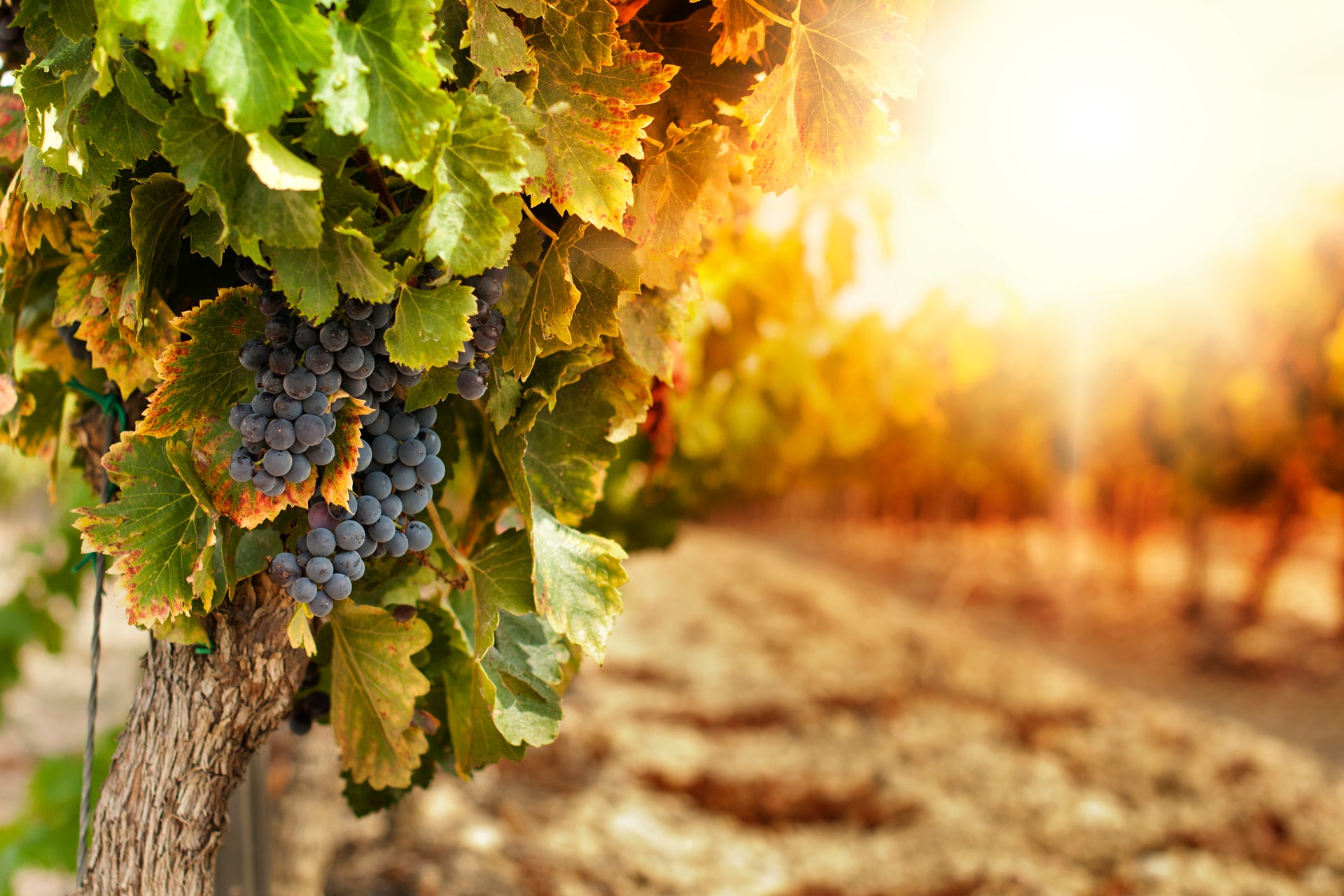 A photograph of a sunlit vineyard focussing on bunches of red grapes in the shade