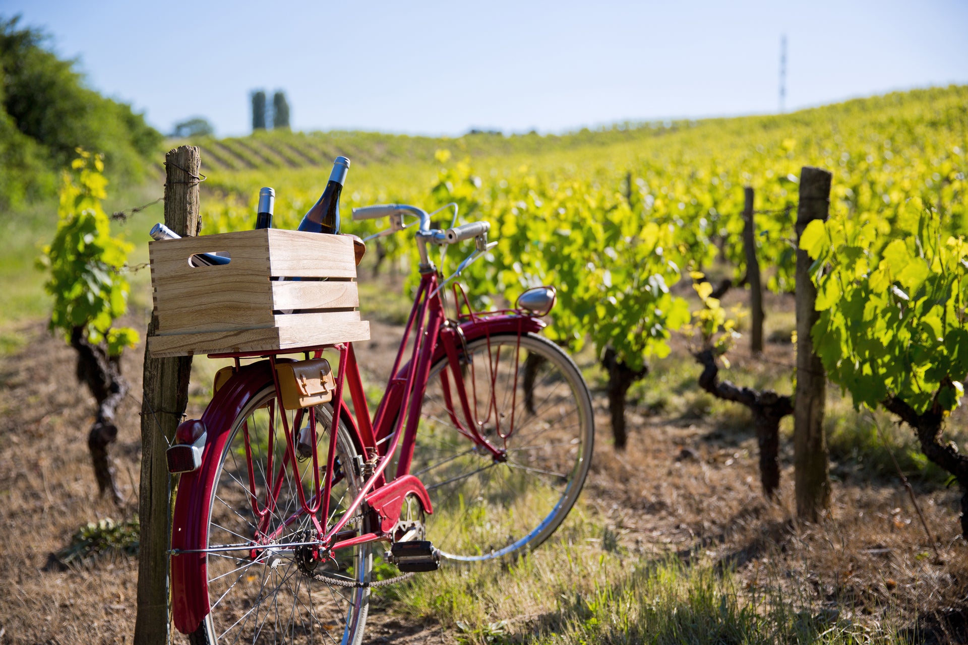 A photograph of a red bicycle leaning against a fence post in a sunlit vineyard. A wooden crate filled with wine bottles sits on the back of the bike